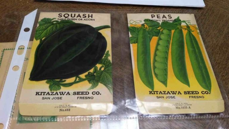 kitazawa seed